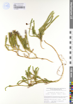 LE 01106704