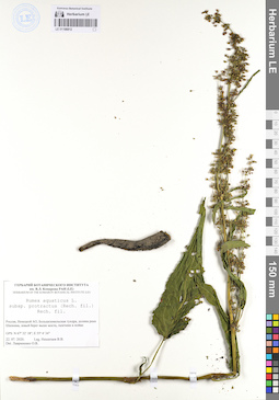 LE 01106812