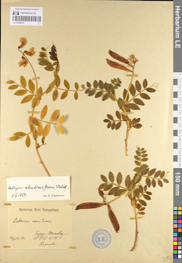 LE 01095010
