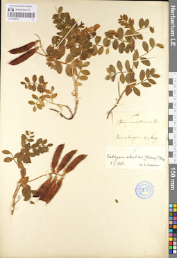 LE 01095012