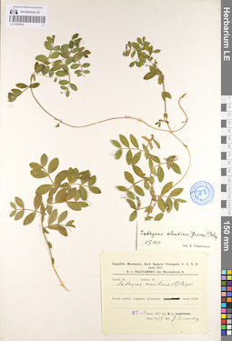 LE 01095014