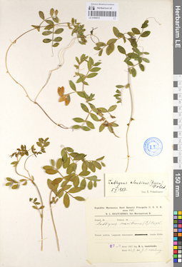 LE 01095015