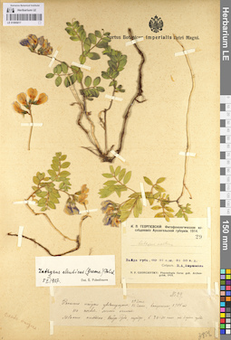 LE 01095017