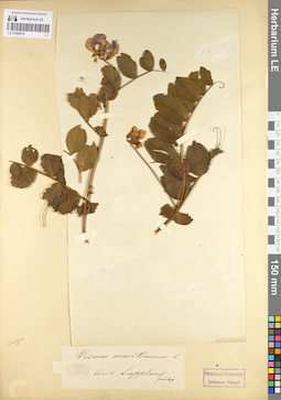 LE 01095018