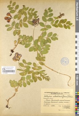 LE 01095046