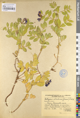 LE 01095047