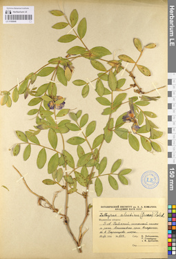 LE 01095048