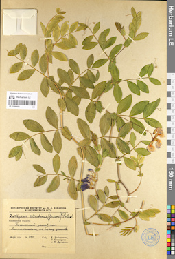 LE 01095052