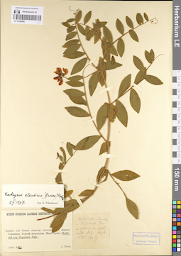 LE 01095096