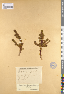 LE 01095181