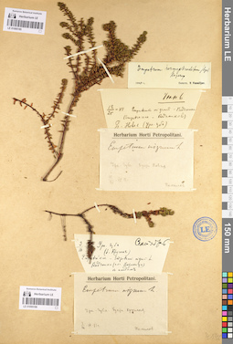 LE 01095185