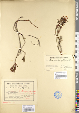 LE 01097652