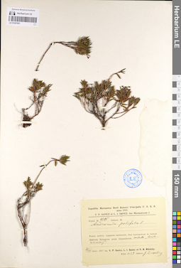 LE 01097691