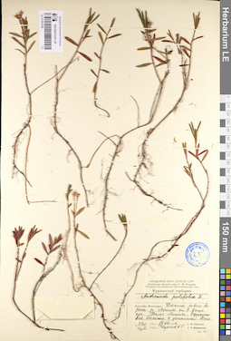 LE 01097706