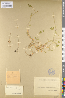 LE 01104944