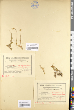 LE 01104982