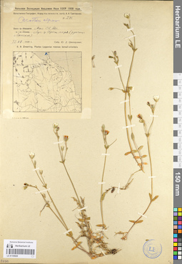 LE 01105029