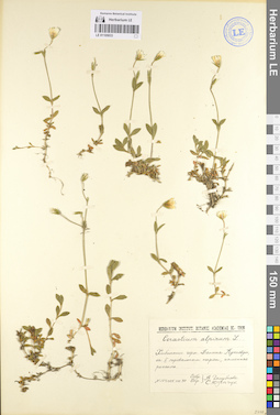 LE 01105033