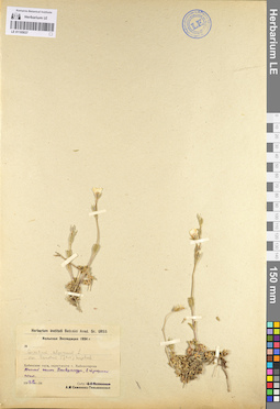 LE 01105037