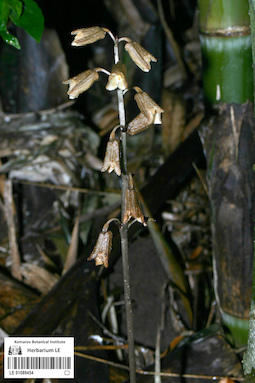 LE 01089454