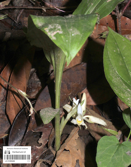 LE 01089466