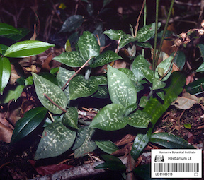LE 01089513