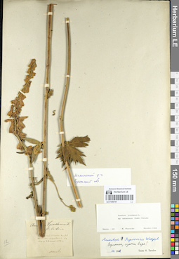 LE 01060161