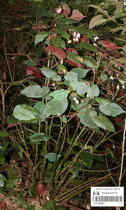 LE 01089582