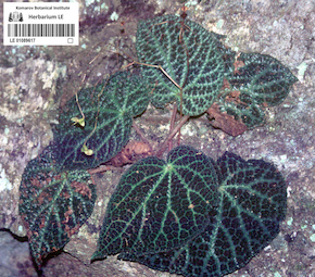 LE 01089617