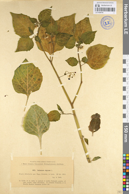 LE 01099794
