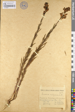 LE 01099835