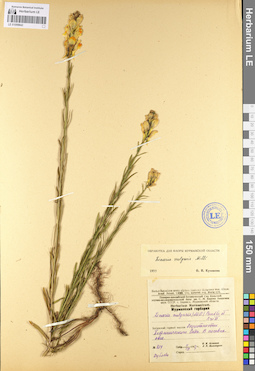 LE 01099842