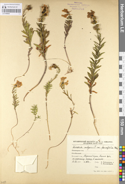 LE 01099845