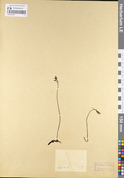 LE 01101137