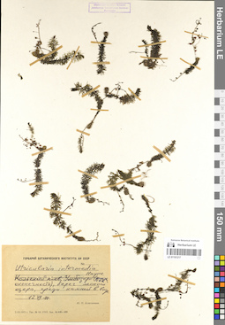 LE 01101217
