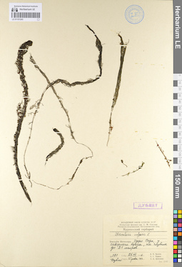 LE 01101243
