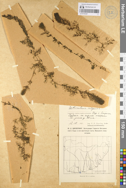 LE 01101247