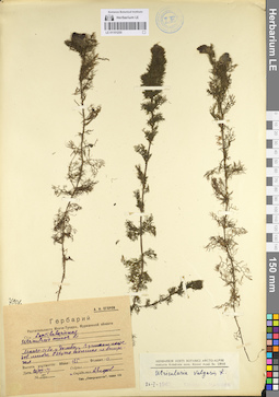 LE 01101250