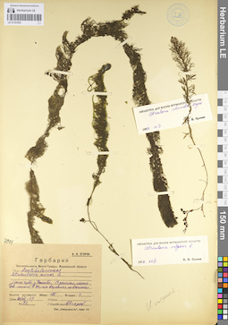 LE 01101251