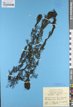 LE 01101254