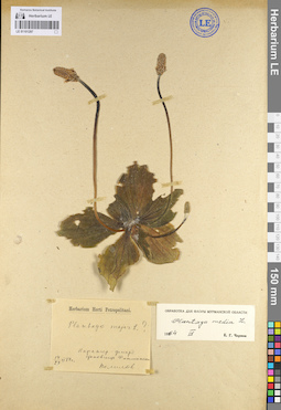 LE 01101297