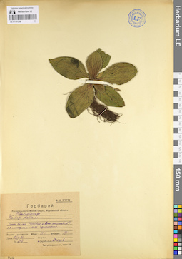 LE 01101308