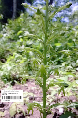 LE 01089696
