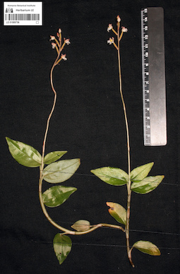 LE 01089756