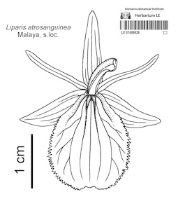 LE 01089826