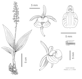 LE 01089926