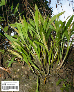 LE 01089986
