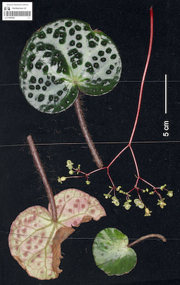 LE 01090062