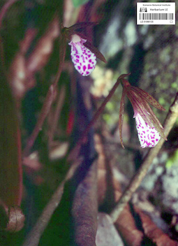 LE 01090135