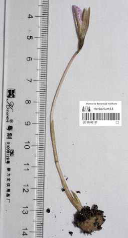 LE 01090137